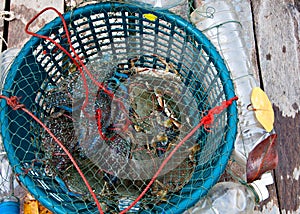 Fresh blue crabs