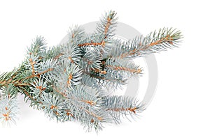 Fresh blue fir tree branch