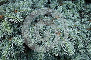 Fresh blue foliage of Picea pungens in spring