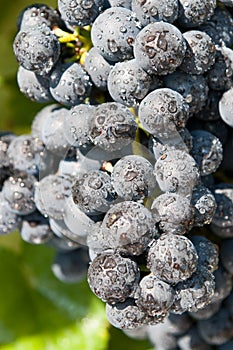 Fresh blue grape cluster