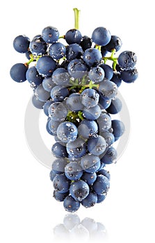 Fresh blue grape cluster isolated fruit