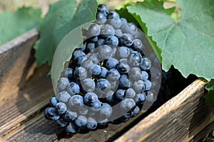 Fresh blue grape cluster with leaves. Harvest