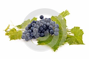 Fresh blue grapes on green leaves, isolated on white.