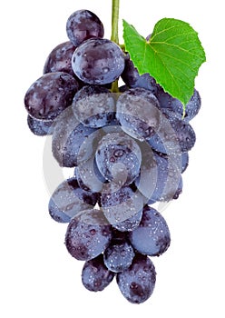 Fresh blue grapes hanging isolated on white background