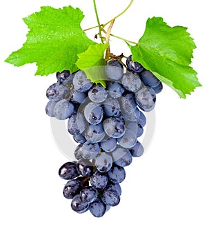 Fresh blue grapes with leaf hanging isolated on white backgrou