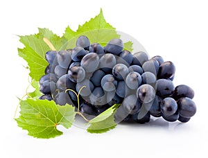 Fresh of blue grapes with leaves isolated on white background