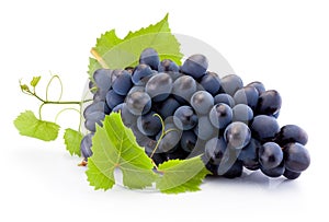 Fresh of blue grapes with leaves isolated on white background