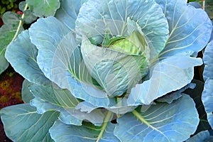 Fresh blue / green cabbage plant closeup close-up