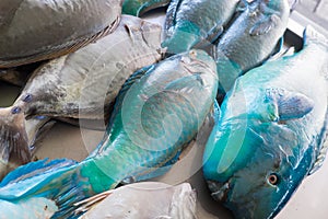 Fresh blue and grey fish for sale at Apia Seafood Market in Samoa, South Pacific photo