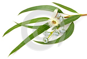 Fresh eucalyptus leaves and flowers isolated on white photo