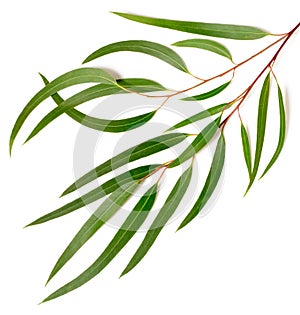 Fresh eucalyptus leaves isolated on white photo