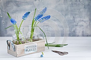 Fresh blue muscari in vase. Spring postcard concept.
