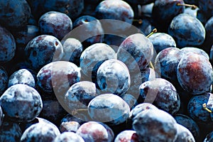 Fresh blue plums at a farmers market