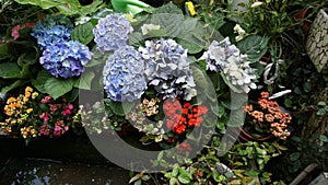 Fresh blue and purple Hydrangea flowers with green leaves close-up. Blooming hydrangea and purple eustoma on the balcony