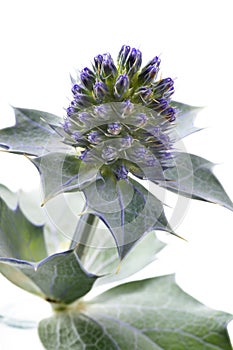 Fresh blue sea holly close up