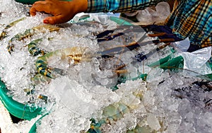 Fresh blue shrimp on ice in the mall for sale to customers, Rive