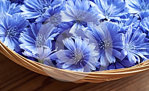 Fresh blue wild chicory or succory flowers, close up