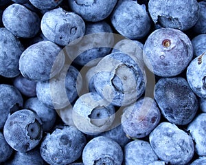 Fresh Blueberries