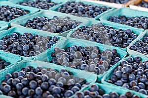 Fresh Blueberries