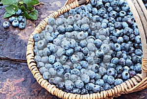 Fresh Blueberries in a Basket
