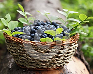 Fresh blueberries in a basket