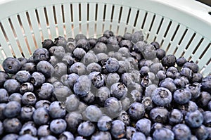 Fresh blueberries in colander