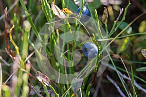 Fresh blueberries in grass. Juicy bilberry in green grass. Summer berries harvest. Sweet organic food.