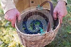 Fresh blueberry backgroundin basket.