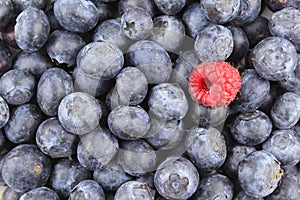 Fresh blueberry fruits and a red raspberry closeup food background texture