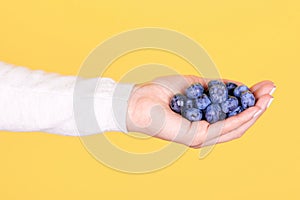 Fresh blueberry in hand, isolated on yellow background