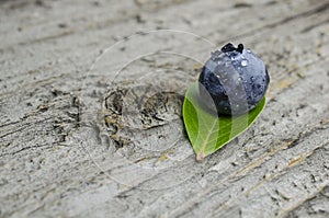 Fresh blueberry on leaf