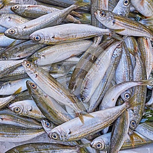 Fresh bogue fish closeup