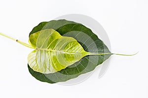 Fresh Boh leaves on white background, nature texture, beautiful shape leaf