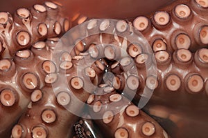Fresh boiled Octopus ready for eat