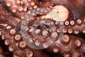 Fresh boiled Octopus ready to eat