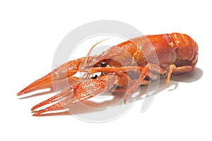 Fresh boiled red crayfish isolated on white background with shadows