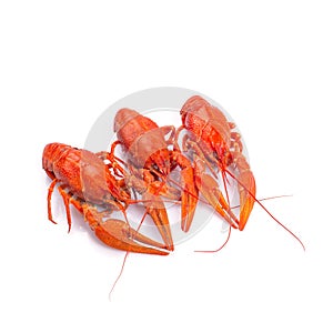 Fresh boiled red crayfish on white background.