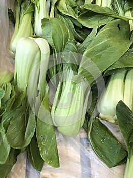 Fresh bok choy