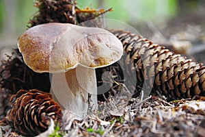Fresh boletus edulis