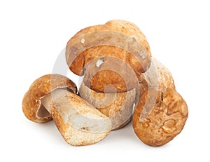 Fresh boletus edulis