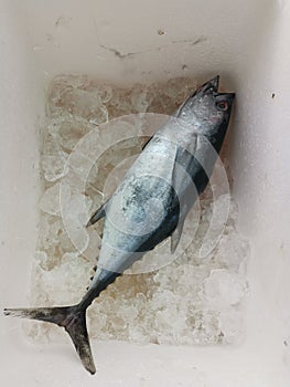 A fresh bonito fish after being catch at Borneo Sea area.