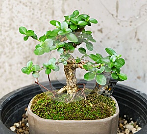 Fresh Bonsai Tree in A Small Flower Pot