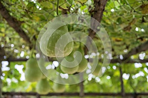 fresh bottle Gourd vegetable planting on wooden roof and net