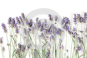 A fresh bouquet of blooming lavender flowers, shot from above on a white background