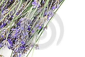 A fresh bouquet of blooming lavender flowers, shot from above on a white background with copy space, a design template for an