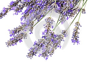 A fresh bouquet of blooming lavender flowers, shot from the top on a white background