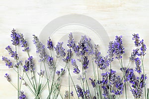 A fresh bouquet of blooming lavender flowers, shot from the top on a white wooden background