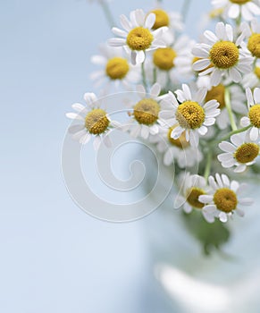 Fresh bouquet of chamomile flowers in a glass vase on the blue background. Close up.