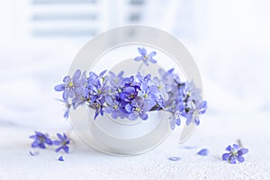 Fresh bouquet of delicate spring flowers of the liverwort Hepatica Nobilis in a white vase on a white background