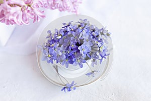 Fresh bouquet of delicate spring flowers of the liverwort Hepatica Nobilis in a white vase on a white background